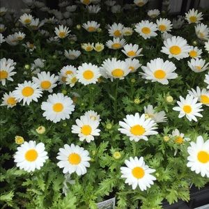 Meet your Posher, Lesley